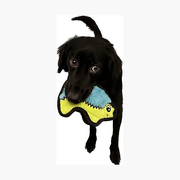 Item preview, Lilo the Dog Holding Toy designed and sold by rwilk2.