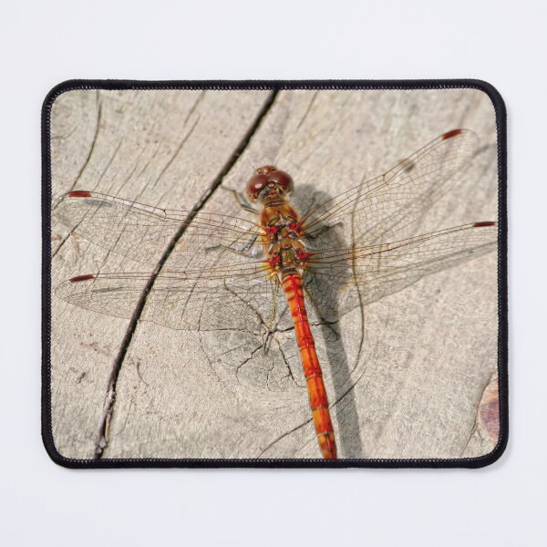 Item preview, Dragon fly designed and sold by AnthonyThomas.