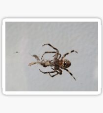What Spiders do Sticker