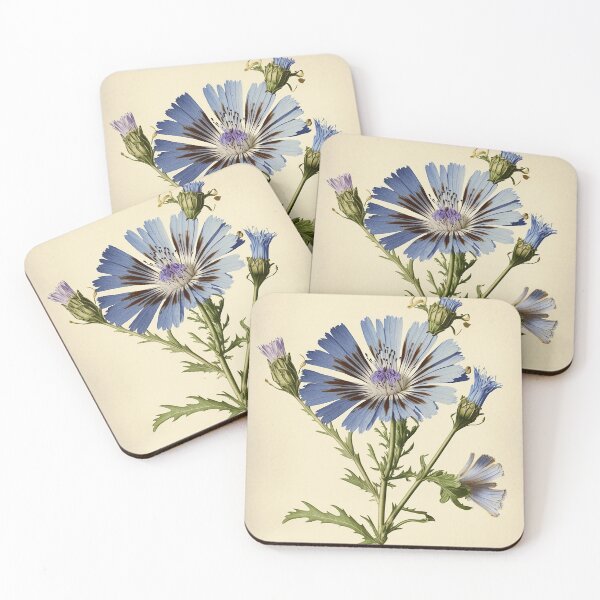Item preview, Vintage chicory flower illustration, inspired by Pierre-Joseph Redouté designed and sold by EmeraldeaArt.