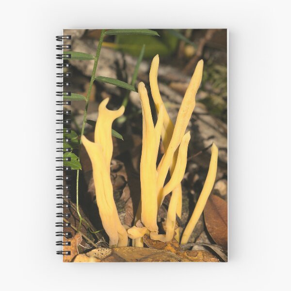 Item preview, Forest Fungi: The End of One Life and Growth of Another designed and sold by FieldTheBiology.