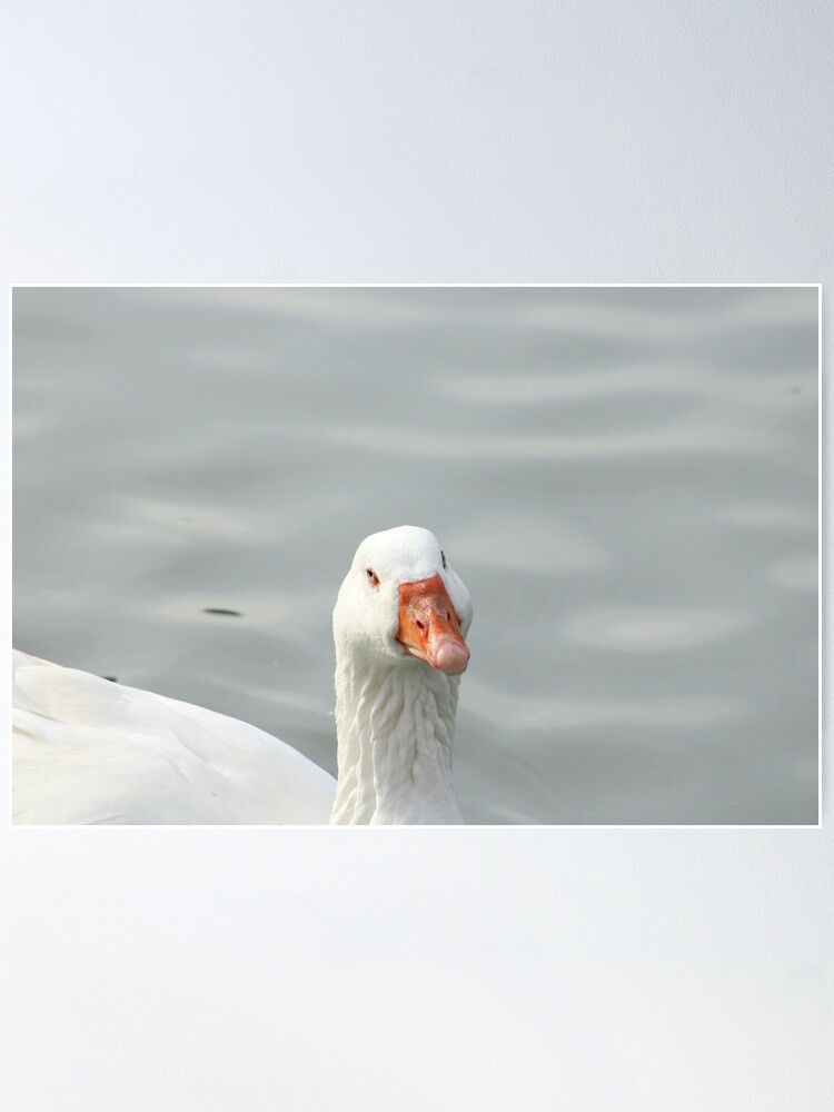 Domestic Goose (Anser anser domesticus) Dimensions & Drawings