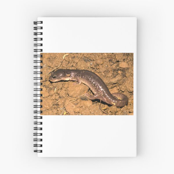 Item preview, Arboreal Salamander (Aneides lugubris) designed and sold by FieldTheBiology.