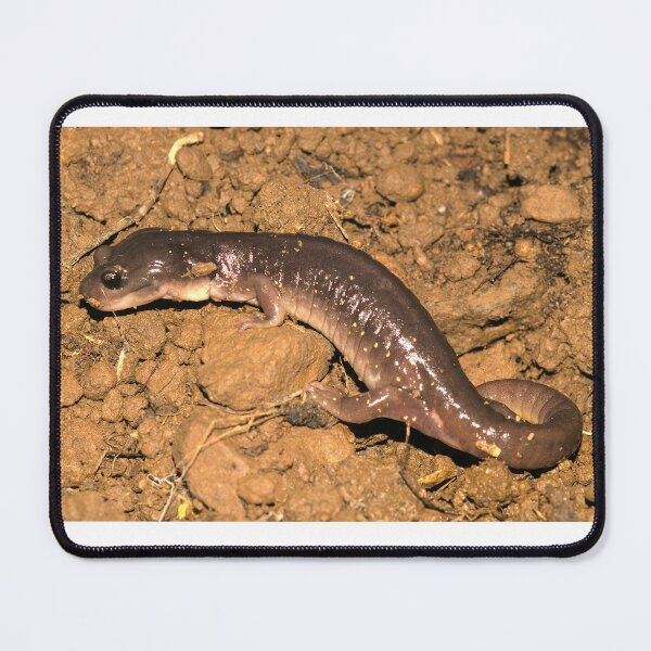 Item preview, Arboreal Salamander (Aneides lugubris) designed and sold by FieldTheBiology.