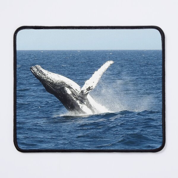 Item preview, Whale watching on the Gold Coast designed and sold by AussieAl.