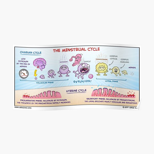 The Menstrual Cycle Poster