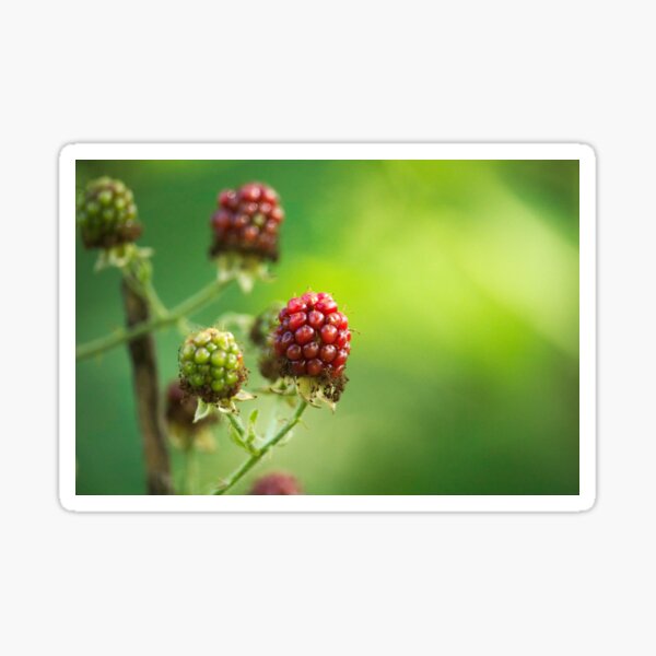 Raspberry Time Sticker