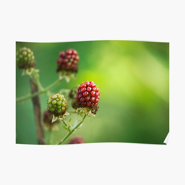 Raspberry Time Poster