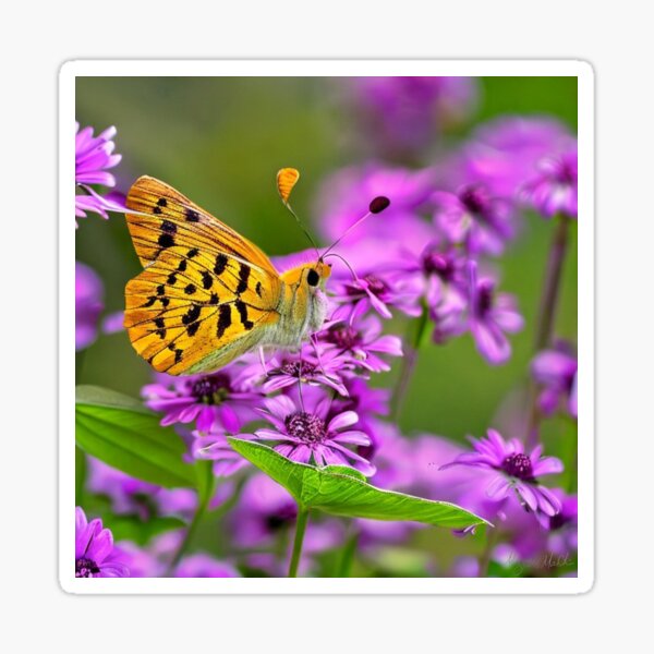 Great-Spangled Fritillary Butterfly Pink Flowers Macro Photography Sticker