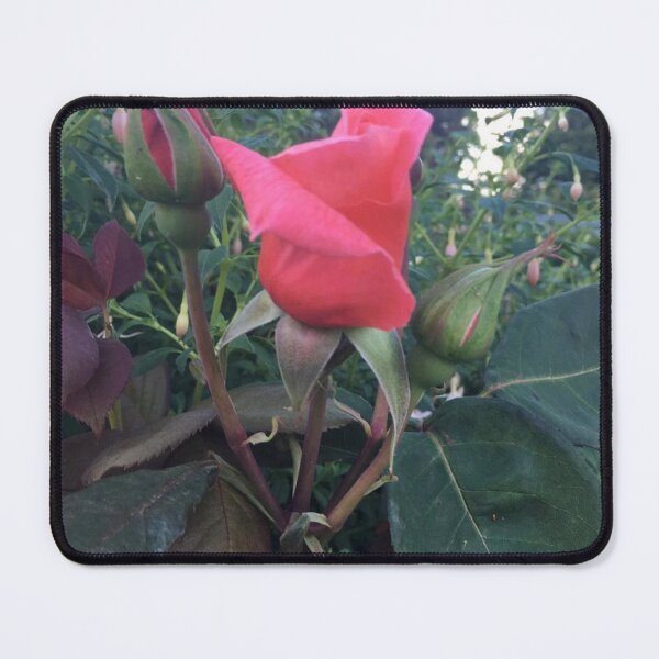 Item preview, Red roses designed and sold by Beautyqueens Beautys.