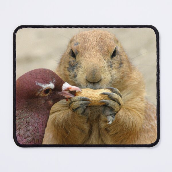 Item preview, Prairie dog and pigeon with hazelnuts designed and sold by gallofoto.