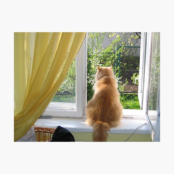 My cat Photographic Print