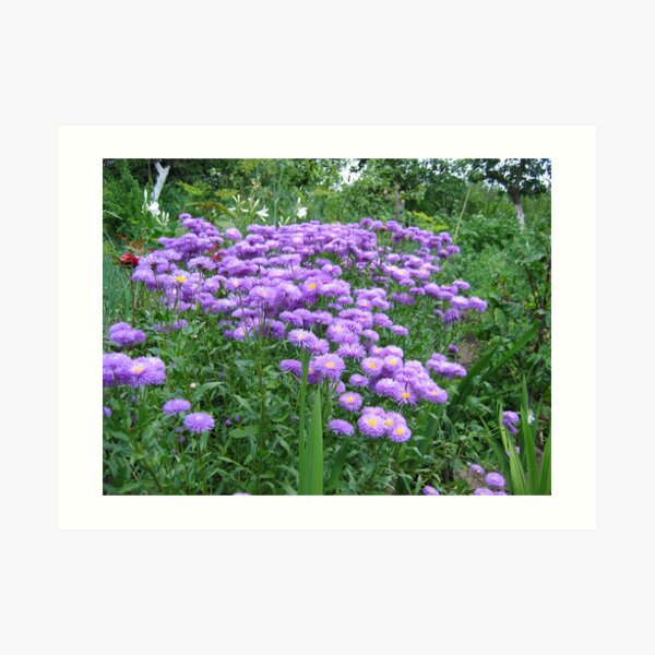Flowers Art Print