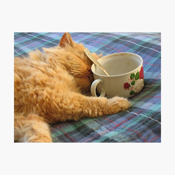 My cat Photographic Print