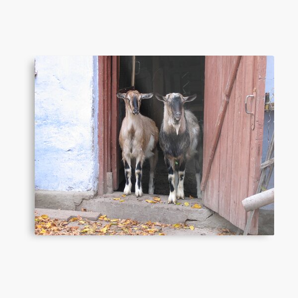 Friends Metal Print