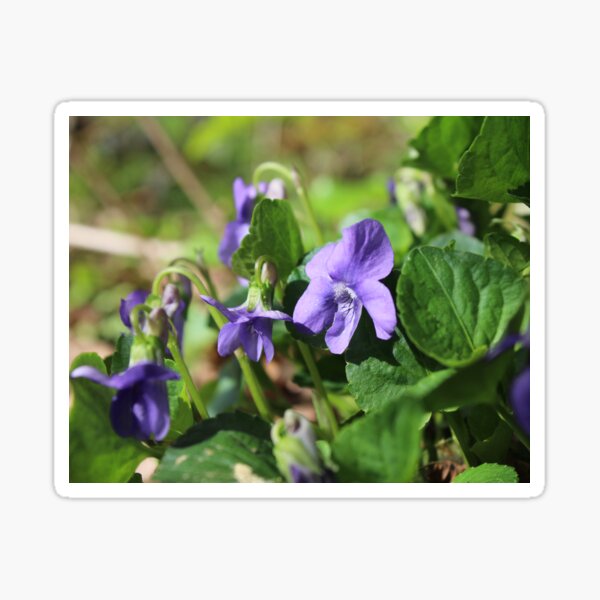 Violet Flower Tattoo Photographic Prints for Sale | Redbubble