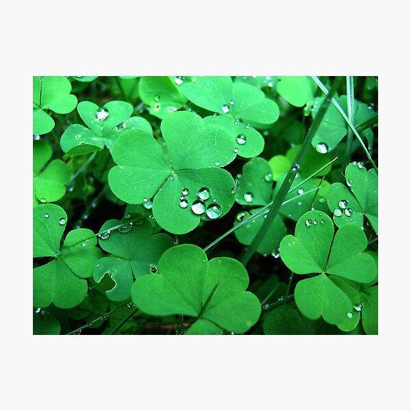 Item preview, After rain designed and sold by TarasKokovsky.