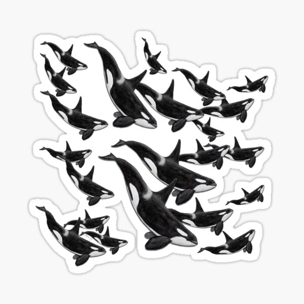 Orcagruppe - Pod of Orcas Sticker