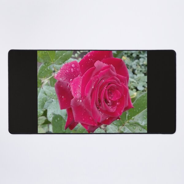 Item preview, Beautiful red rose after the rain designed and sold by helenkaiy.