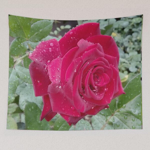 Item preview, Beautiful red rose after the rain  designed and sold by helenkaiy.