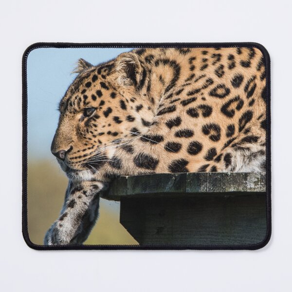 Item preview, Leopard Watching The World Go By designed and sold by LFPPhotography.