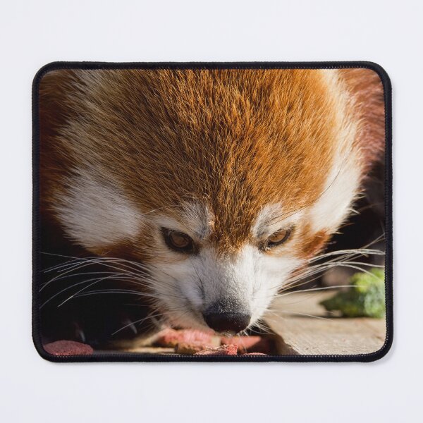 Item preview, Red Panda Enjoying its Morning Snack designed and sold by LFPPhotography.