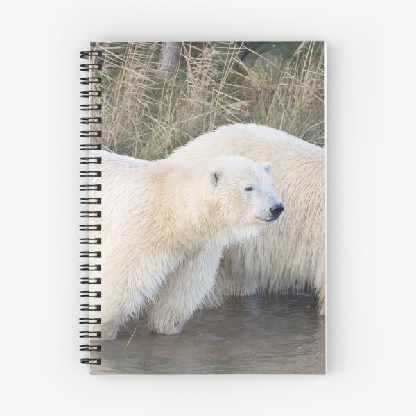 Item preview, Polar Bear Brothers Enjoying Family Time designed and sold by LFPPhotography.