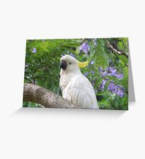 Cockatoo Greeting Card