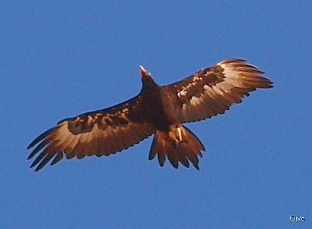 australian-wedge-tailed-eagle-by-clive-redbubble