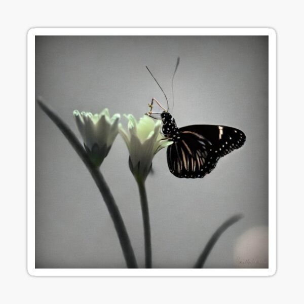 Black Swallowtail Butterfly White Flowers Minimalism Macro Photography Sticker