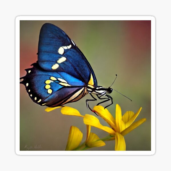 Blue Yellow Butterfly Yellow Flowers Macro Photography Sticker