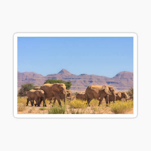 Breeding herd passing through Sticker