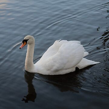 Artwork thumbnail, Swanning Around by Armstrong-photo