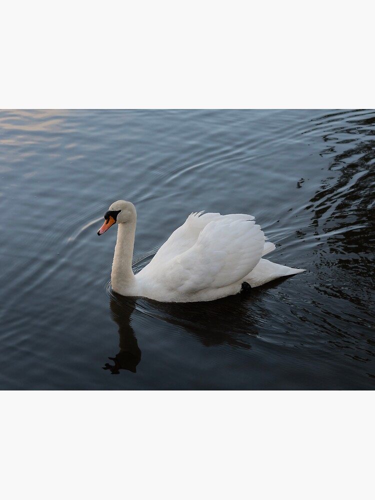 Thumbnail 3 of 3, Sticker, Swanning Around designed and sold by Armstrong-photo.