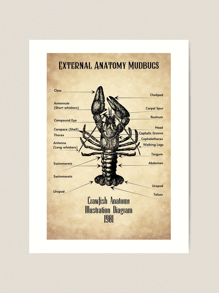 Internal Anatomy Crayfish Anatomy Drawing Diagram