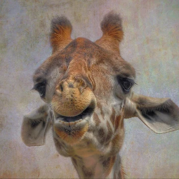 Artwork thumbnail, Giraffe by Savannah Gibbs