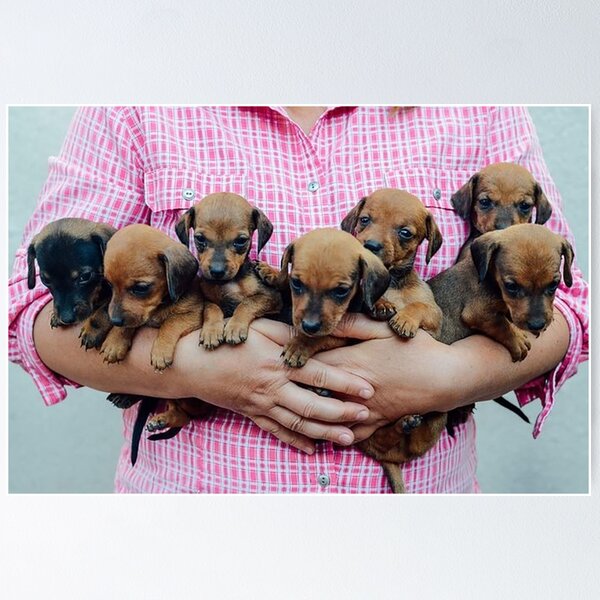 Item preview, Dachshund Dog photo portrait sweet puppy Puppies Puppis designed and sold by Coolstuff4you71.