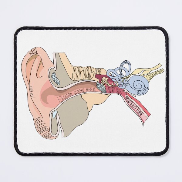 Item preview, Labeled Ear Anatomy designed and sold by Katherine Winner.