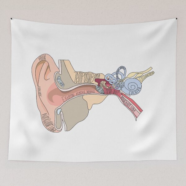 Item preview, Labeled Ear Anatomy designed and sold by Katherine Winner.