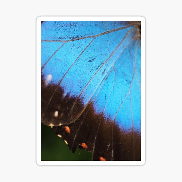 Blue Morpho Butterfly Sticker