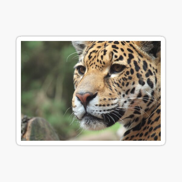 Rica Sticker