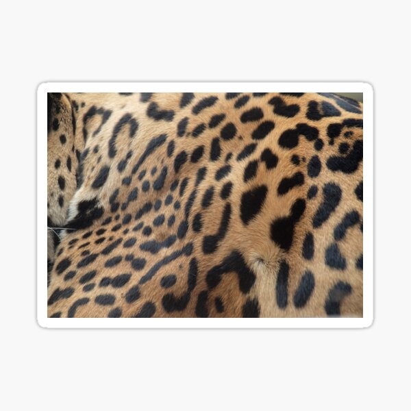 Jaguar Spots Sticker