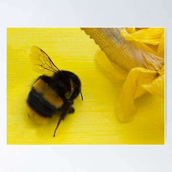 Item preview, Nature Morte  designed and sold by scarletjames.