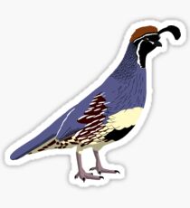 Gambel's Quail Sticker
