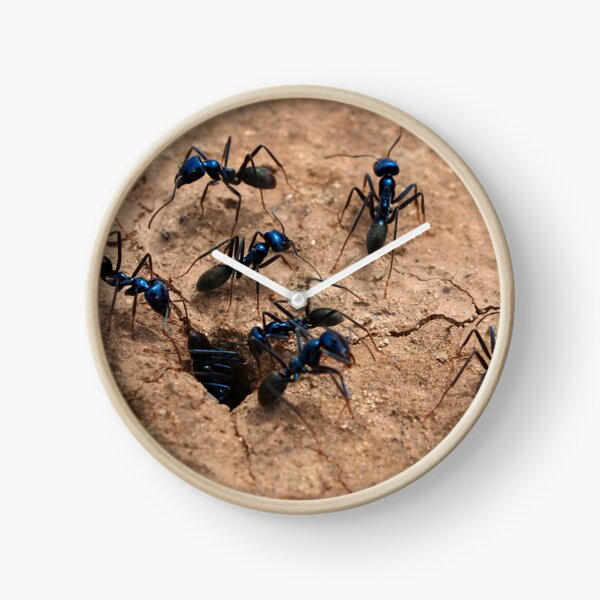 Blue Bull Ants Clock