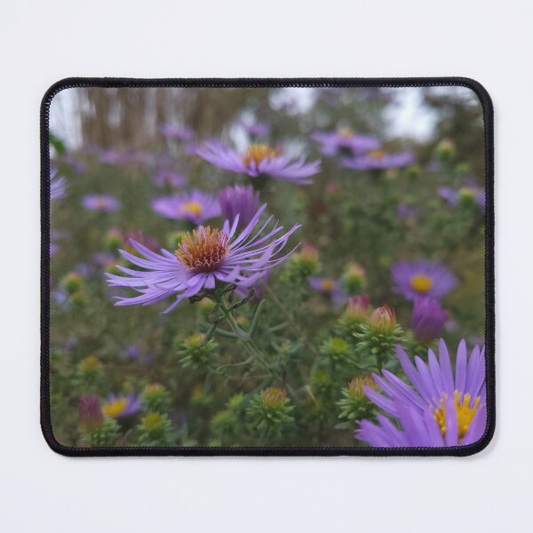 Item preview, Aster at the National Arboretum designed and sold by MadeleineRoth.