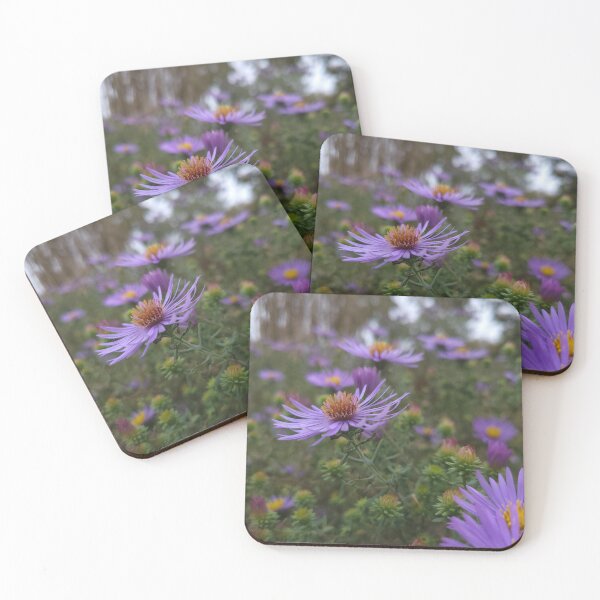 Item preview, Aster at the National Arboretum designed and sold by MadeleineRoth.