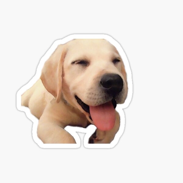 Labrador Stickers | Redbubble