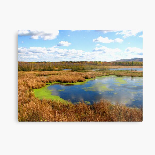 Marsh Metal Print