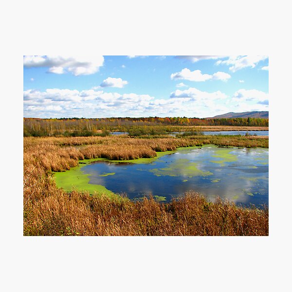 Marsh Photographic Print